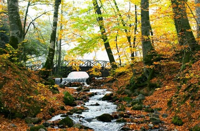 SAPANCA MAŞUKİYE ORMANYA HOBBİT EVLERİ TURU